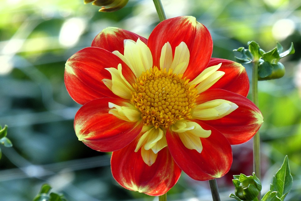 Flexible Solar Panels: Are They Any Good in 2025?| The Xperts Pakistan