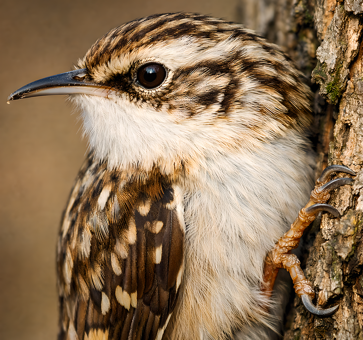 Advantages and Disadvantages of Flexible Solar Panels vs Rigid Solar Panels| The Xperts Pakistan