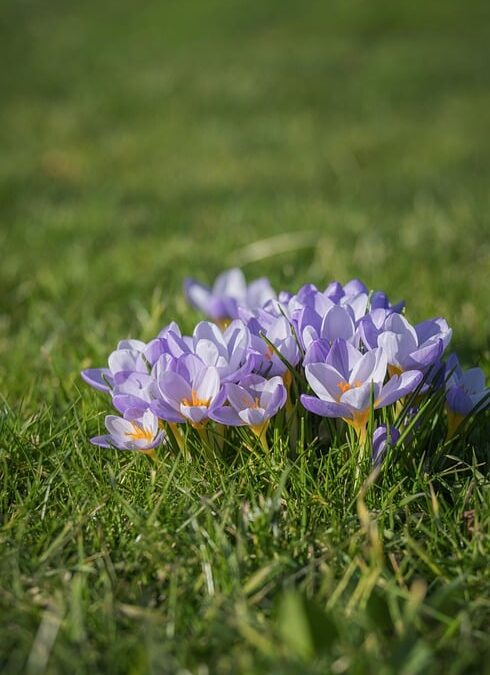 Ecoflow vs Singold Flexible Solar Panels: 2026 Engineering Guide| The Xperts Pakistan