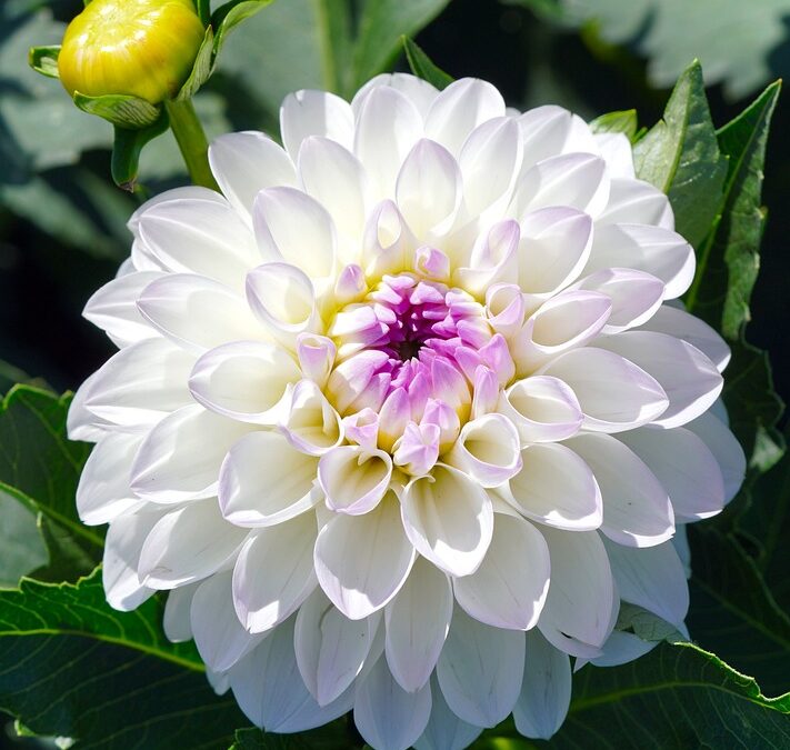 60W Off-Grid Solar Kit for Beehive Defense | The Xperts Pakistan