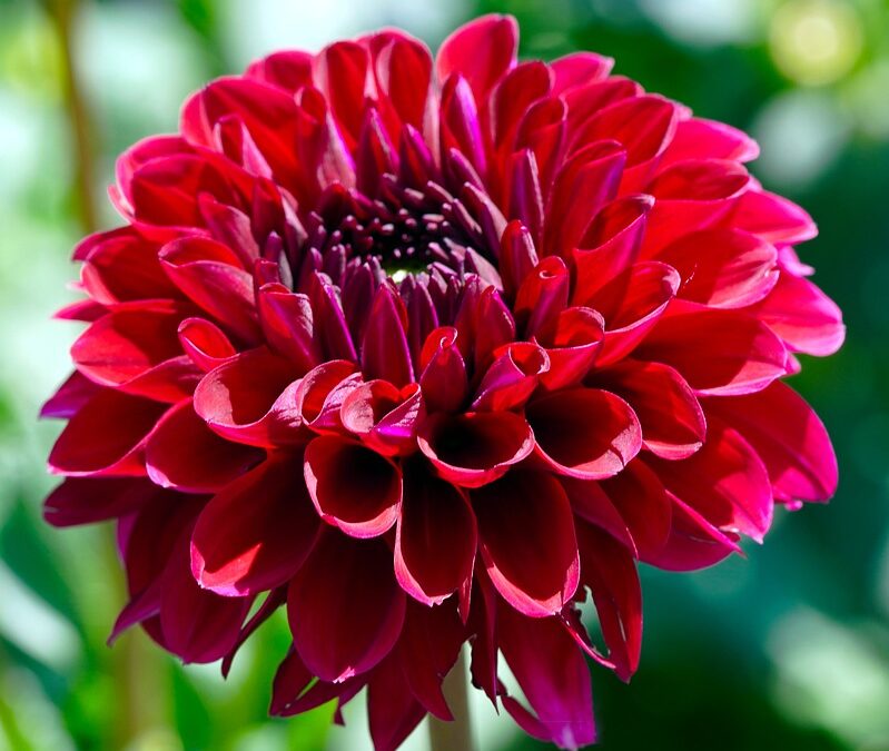 Electric Harp and Baffins: 30W Solar Panel for Vespa Velotina Non-Chemical Control – SingoldSolar| The Xperts Pakistan