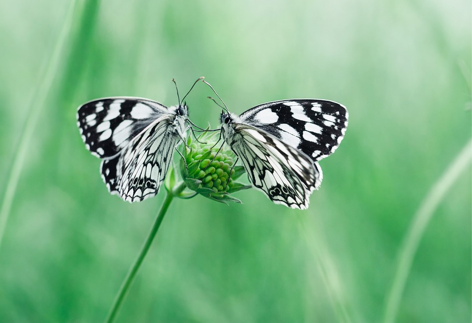 How AD/CVD Affects Your Solar Panel Sourcing Cost| The Xperts Pakistan