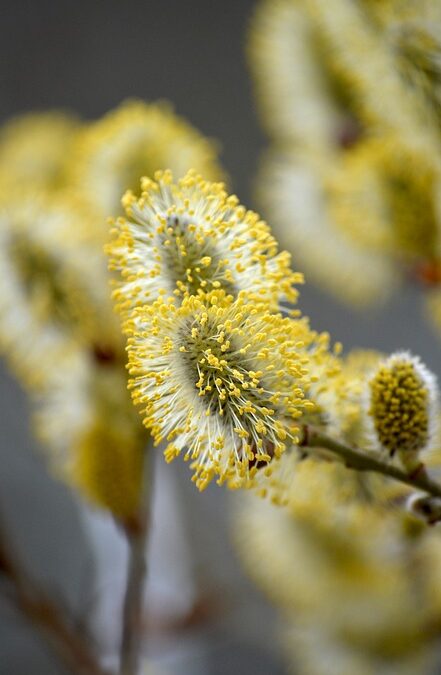 IEC 61215 vs. UL 61730: Why Dual Certification Matters for Off-Grid Solar Safety| The Xperts Pakistan