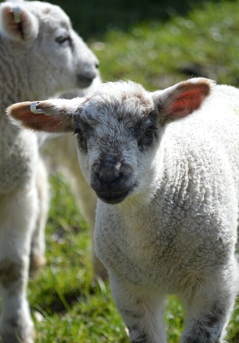 N-BUS/CI-BUS compatible solar panel for Motorhome OEMs – Sungoldsolar | The Xperts Pakistan