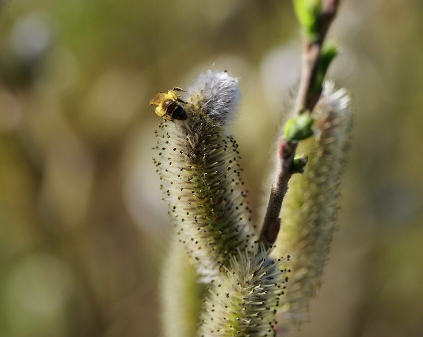 Which solar panel has better hail resistance in 2026? – Singold Solar| The Xperts Pakistan