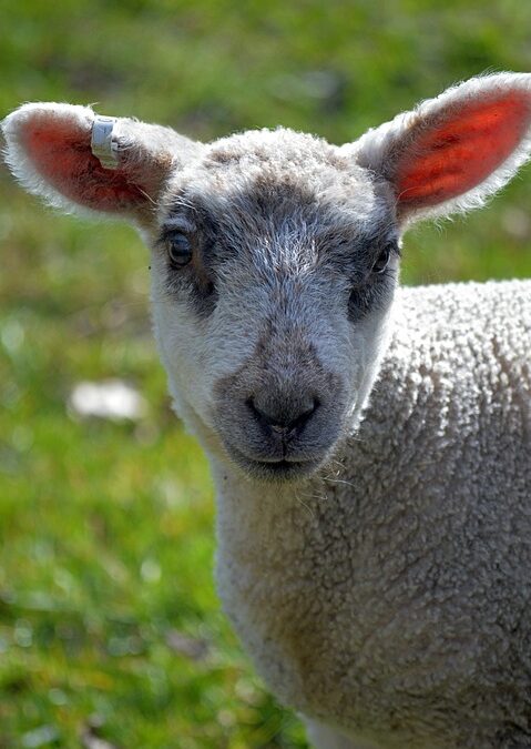 A Simple Guide 2025 – Singold Solar| The Xperts Pakistan