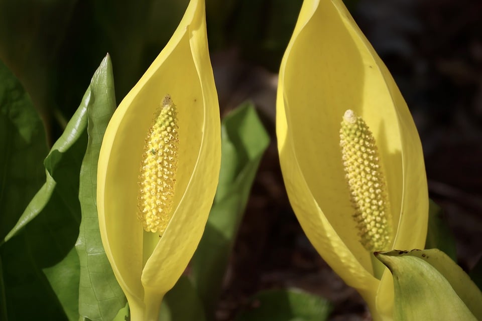 Are Flexible Solar Panels Worth It? An Honest Assessment – Sungoldsolar | The Xperts Pakistan