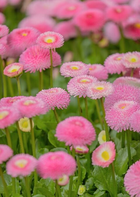 Class of Fire Rating for Building-Integrated Flexible Solar – Singold Solar| The Xperts Pakistan