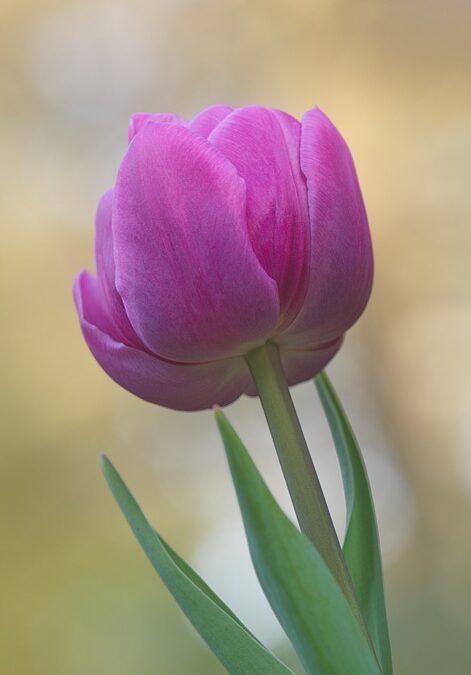 lightweight solar panels vs traditional glass panels:B2B Comparison | The Xperts Pakistan